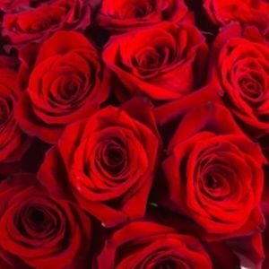 Meet your Posher, Rosa